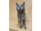 Adopt Hermes a Gray or Blue Domestic Shorthair / Domestic Shorthair / Mixed cat