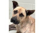 Adopt Baylor a Brown/Chocolate German Shepherd Dog / Mixed dog in Victoria
