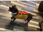 Adopt Raphael a Brindle Dachshund / Mixed dog in Ennis, TX (41335351)