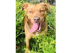 Adopt Fisher a Brown/Chocolate Retriever (Unknown Type) / Mixed dog in Conway