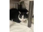 Adopt Yuca a White Domestic Shorthair / Domestic Shorthair / Mixed cat in