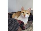 Adopt Sparky a Orange or Red Tabby Domestic Shorthair (short coat) cat in