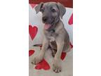 Adopt Saylor a Tan/Yellow/Fawn Weimaraner / Labrador Retriever / Mixed dog in