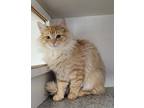 Adopt Burton a Tan or Fawn Tabby Domestic Longhair (long coat) cat in Creston