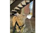 Adopt Ruffles a Tan or Fawn Tabby Tabby / Mixed (medium coat) cat in San