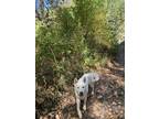 Adopt Koda a White Husky / German Shepherd Dog / Mixed dog in Coeur D Alene