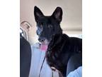 Adopt Rome a Black German Shepherd Dog / Mixed dog in Riverview, FL (41335149)