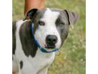 Adopt Gumby a Gray/Blue/Silver/Salt & Pepper American Pit Bull Terrier / Mixed