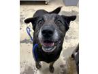 Adopt Chase a Black German Shepherd Dog / Mixed dog in West Memphis