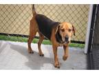 Adopt Hoss a Brown/Chocolate Hound (Unknown Type) / Mixed Breed (Medium) / Mixed