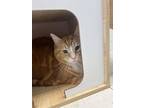 Adopt Hobbs a Orange or Red Domestic Shorthair / Mixed Breed (Medium) / Mixed