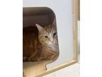 Adopt Hobbs a Orange or Red Domestic Shorthair / Domestic Shorthair / Mixed