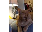 Adopt Honey a Orange or Red Domestic Shorthair / Mixed (short coat) cat in