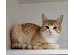 Adopt Blake a Orange or Red Tabby Domestic Shorthair (short coat) cat in