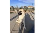Adopt Oliver (Ollie) a Tan/Yellow/Fawn - with Black Anatolian Shepherd / Great