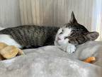 Adopt Leo - Special Needs a White Domestic Shorthair / Domestic Shorthair /