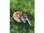 Adopt Killian a Brown/Chocolate - with Tan Belgian Malinois / Husky / Mixed dog