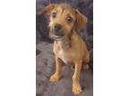 Adopt Andreas a Tan/Yellow/Fawn Terrier (Unknown Type, Small) / Mixed dog in