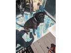 Adopt Dude a Black Labrador Retriever / Greyhound / Mixed dog in Asheville