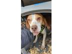 Adopt Cliff a White - with Brown or Chocolate Beagle / Mixed Breed (Medium) dog
