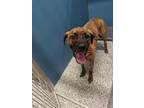 Adopt Nacho a Brindle Mixed Breed (Medium) / Mixed dog in WILSON, NC (41334497)
