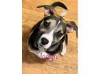 Adopt Icelyn a Black - with Brown, Red, Golden, Orange or Chestnut Pit Bull