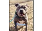 Adopt Phoenix a Gray/Blue/Silver/Salt & Pepper American Staffordshire Terrier /