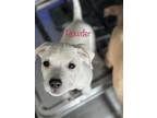 Adopt Powder a White Pit Bull Terrier dog in Algonquin, IL (41334467)