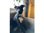 Adopt Dick aka D a Black - with White Shepherd (Unknown Type) / Pit Bull Terrier