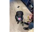 Adopt Rocky a Black Labrador Retriever / Mixed dog in Sheffield Lake