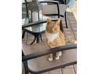 Adopt Ginger a Orange or Red (Mostly) Domestic Shorthair / Mixed cat in