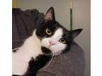 Adopt Daisy a Black & White or Tuxedo Domestic Shorthair (short coat) cat in St.