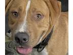 Adopt Lance a Tan/Yellow/Fawn - with White American Pit Bull Terrier / Labrador