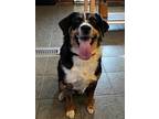 Adopt Merida a Tricolor (Tan/Brown & Black & White) Australian Shepherd /