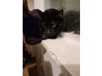 Adopt Elvira (declaw) a All Black Domestic Shorthair / Mixed cat in Dallas