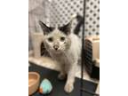 Adopt Milson a White (Mostly) Domestic Shorthair (short coat) cat in Chicago