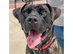 Adopt Reign a Black Mastiff / Mountain Cur / Mixed dog in Bryan, TX (41132390)