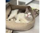Adopt Chandler a Gray or Blue Domestic Shorthair / Domestic Shorthair / Mixed