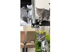 Adopt Leo a Tiger Striped Tabby / Mixed (short coat) cat in La Puente
