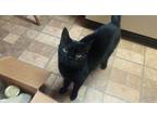 Adopt Cujo a All Black Domestic Shorthair / Mixed (short coat) cat in Upper