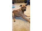 Adopt Granger a Brown/Chocolate - with White American Staffordshire Terrier /