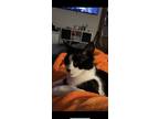 Adopt Roo a Black & White or Tuxedo Domestic Shorthair / Mixed (short coat) cat