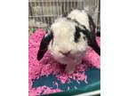 Adopt Moo a White Mini Lop / American / Mixed rabbit in Blackwood, NJ (41318454)