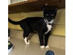 Adopt Freedom a All Black Domestic Shorthair / Domestic Shorthair / Mixed cat in
