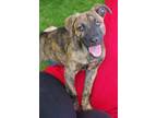 Adopt Baby Nebula a Brindle Terrier (Unknown Type, Medium) / Mixed dog in Miami