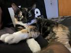 Adopt Roxy a Calico or Dilute Calico Calico / Mixed (medium coat) cat in El