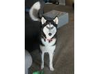 Adopt Ray a Black - with White Husky / Mixed dog in Kyle, TX (41334720)