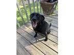 Adopt Shadow a Black Terrier (Unknown Type, Medium) / Mixed dog in Ringgold