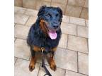 Adopt KILO a Black - with Tan, Yellow or Fawn Rottweiler / Mixed dog in Oswego