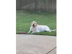 Adopt Travis a Tan/Yellow/Fawn Labrador Retriever / Mixed dog in Tulsa